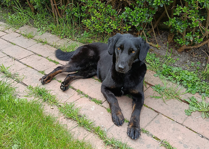 Zorro1