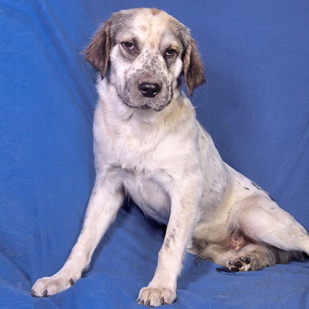Chino Portrait