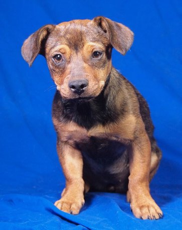 Mina 3