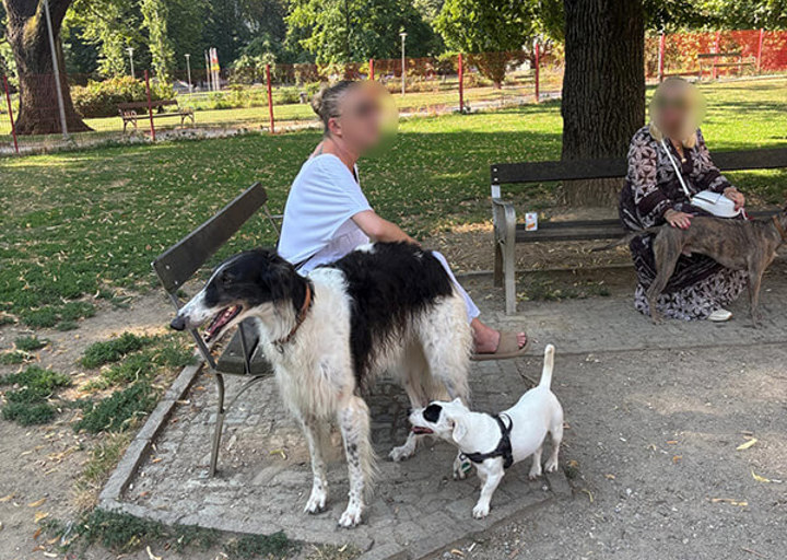 Loup2
