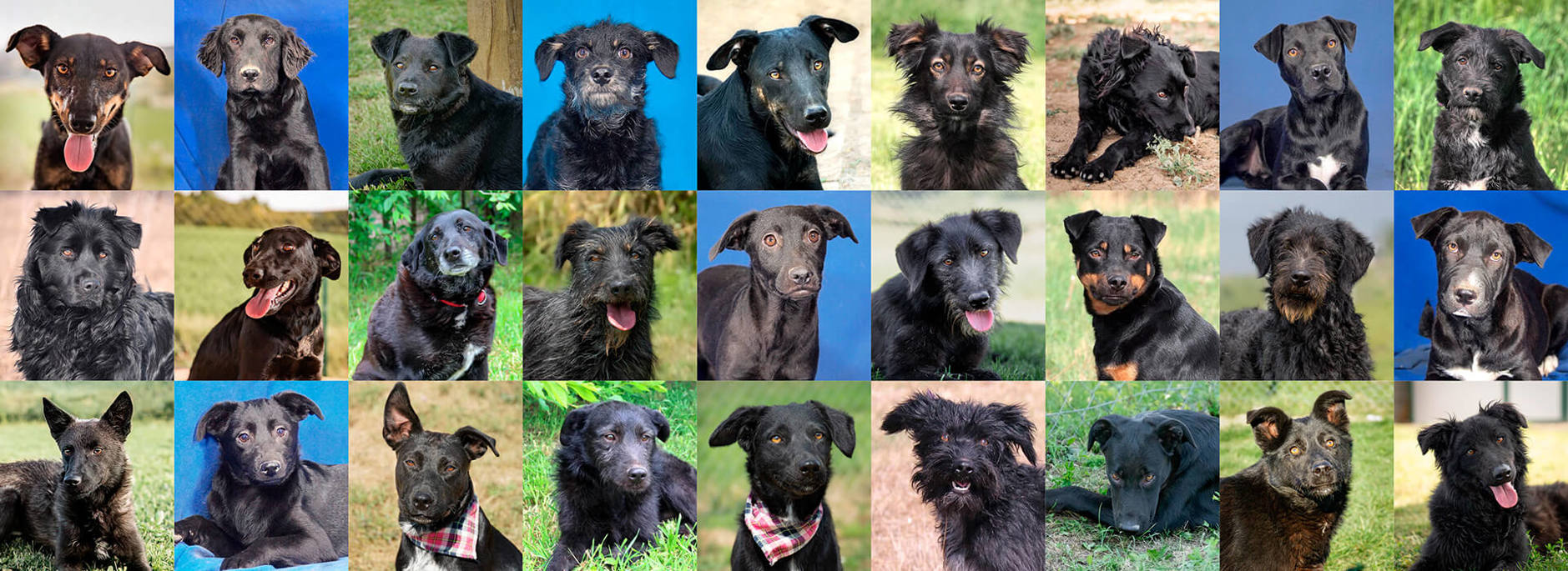 Aca Header Black Diamonds 2026