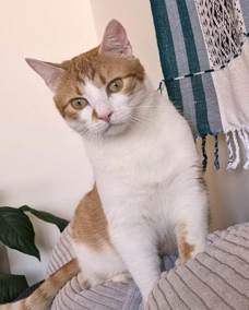 Felix 1 (3)