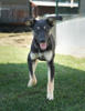 Ollie 2 (1)