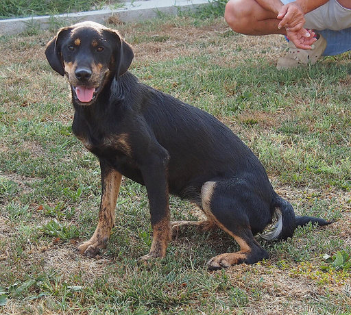 Pippa 1 (2)