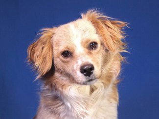 Pedro 1
