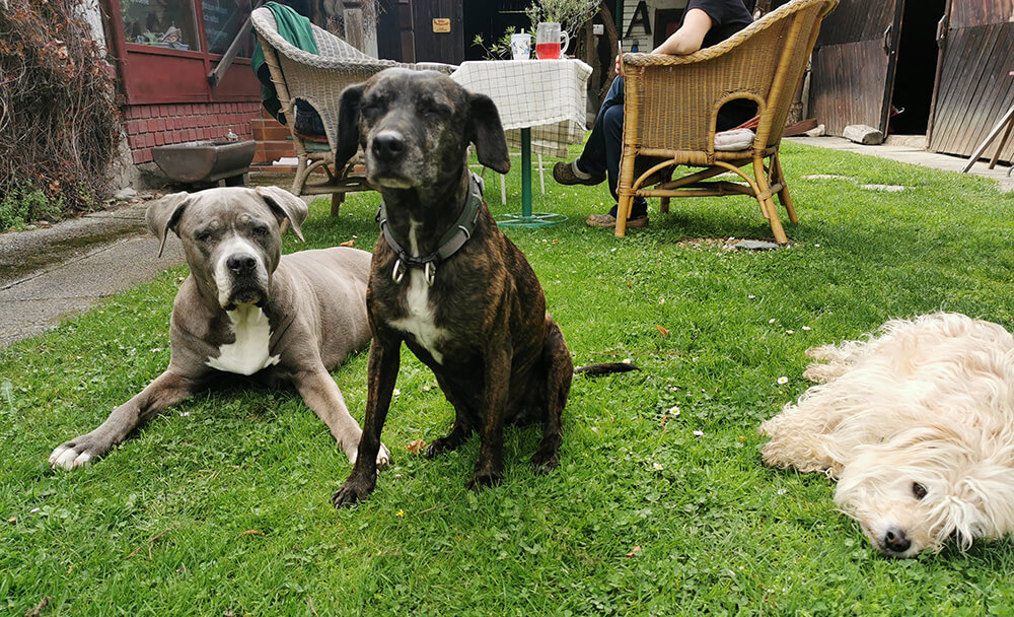 Skylar Amira Whoopie