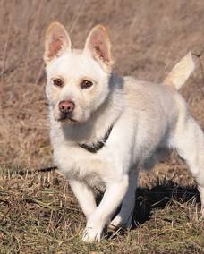 Moki 1