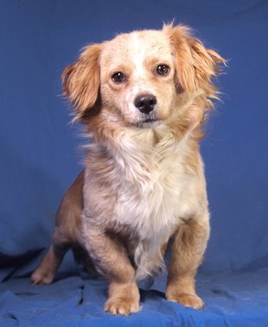 Pedro 2