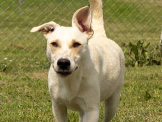 Linus 1 (2)