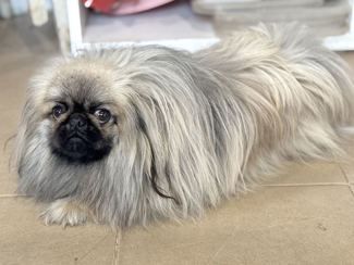 Wookie 1