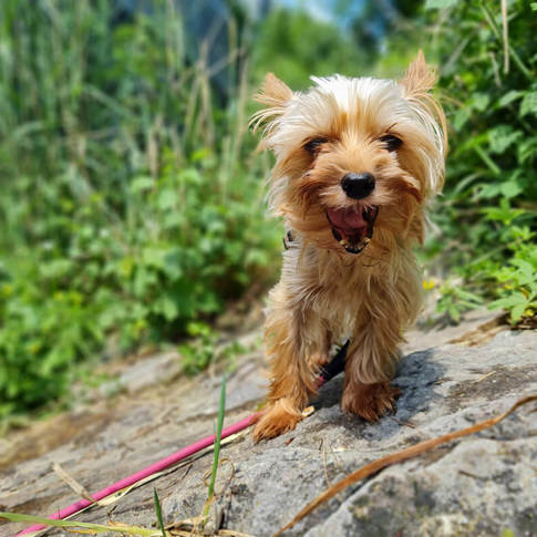 Rosi