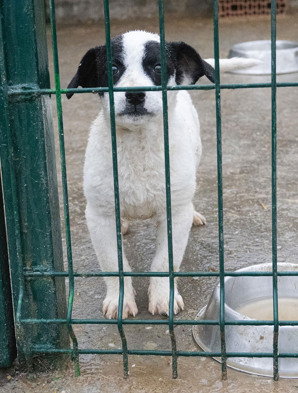 Svilos Hund Futternapf